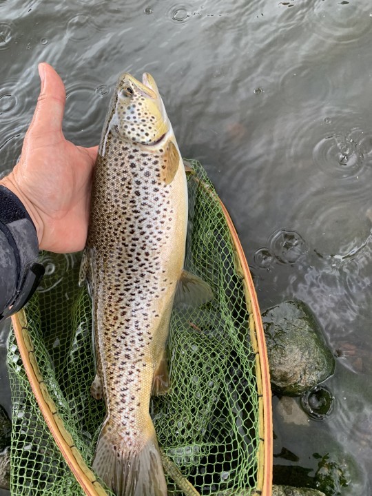 Dinas trout - JS from Lingfield